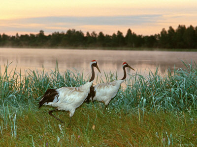 Japanese / Red-Crowned Crane Pair, Khingansky Zapovednik, Russia