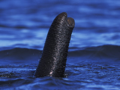 African Elephant Trunk Used as Snorkel While Swimming, Chobe National Park, Botswana