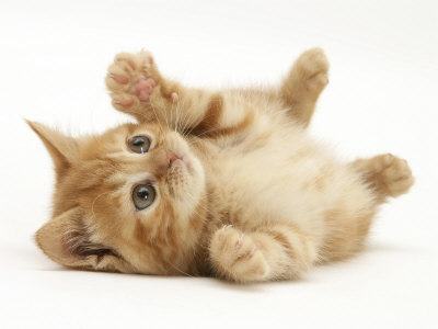 Ginger Domestic Kitten (Felis Catus) Rolling on Back Playing