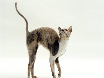 Blue-Cream Cornish Rex Female Arches Her Back When Stroked