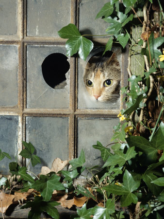 Tabby Tortoiseshell in an Ivy-Grown Window of a Deserted Victorian House