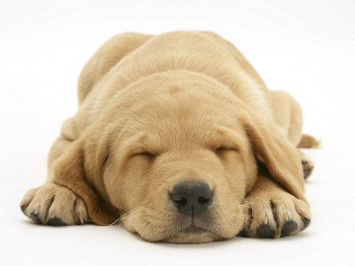 Domestic Labrador Puppy (Canis Familiaris) Sleeping