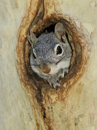 Arizona Grey Squirrel, Ilooking out of Hole in Sycamore Tree, Arizona, USA