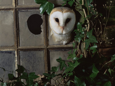 Barn Owl, Peering out of Broken Window, UK
