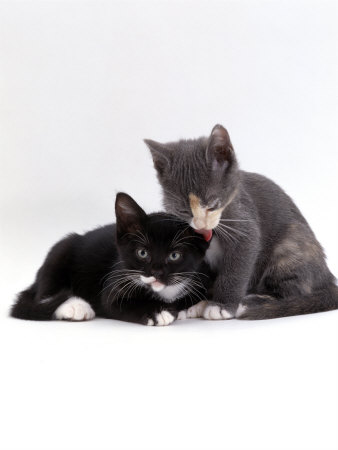 Domestic Cat, Blue Cream Kitten Washing Her Brother