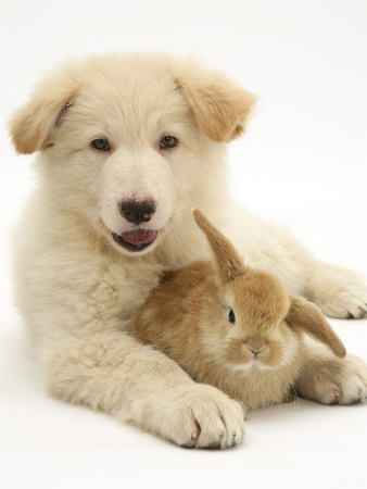 Domestic Puppy (Canis Familiaris) with Bunny