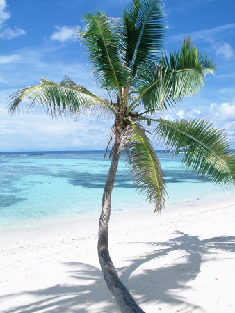 Beach with Coconut Palm (Cocos Nucifera) La Digue, Seychelles