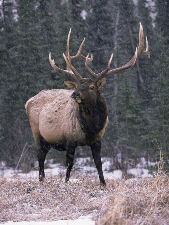 Elk Deer Stag in Snow, Jasper National Park, Canada