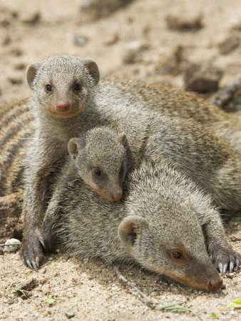 Buy Banded Mongoose and Young, Etosha National Park, Namibia at AllPosters.com