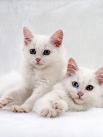 Turkish Angora Kittens,