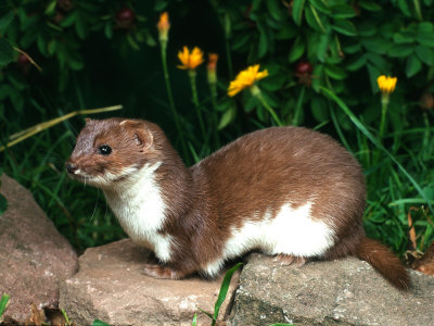 Buy Weasel (Mustela Nivalis) Europe at AllPosters.com