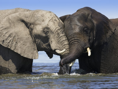 Two African Elephants Playing in River Chobe, Chobe National Park, Botswana