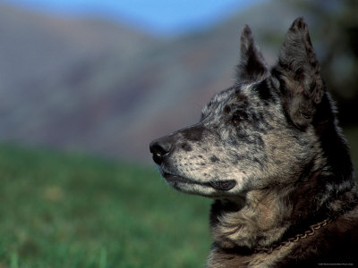 Buy Half / Mixed Breed at AllPosters.com