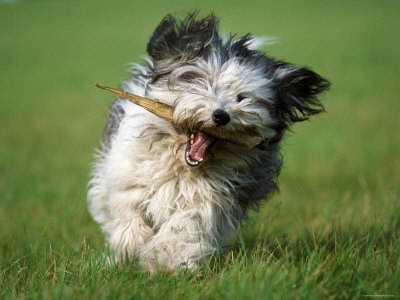 Polish Lowland Sheepdog Running