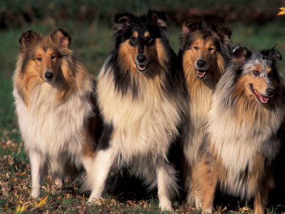 Domestic Dogs, Four Rough Collies Sitting Together