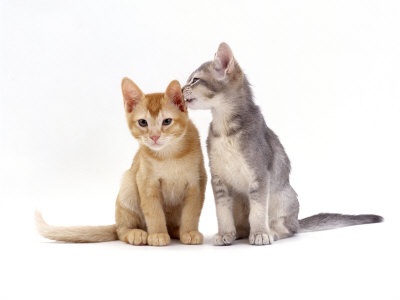 Domestic Cat, 9-Week, Blue-Cream Kitten Grooming Her Red Brother