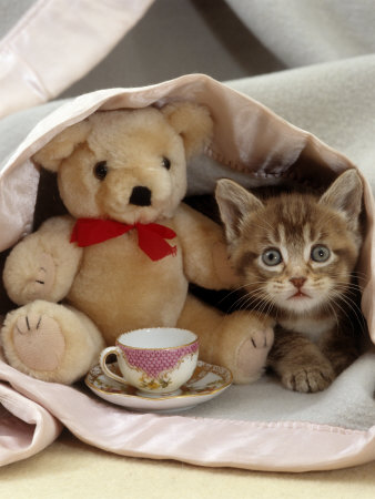 Domestic Cat, Brown Ticked Tabby Kitten, Under Blanket with Teddy Bear