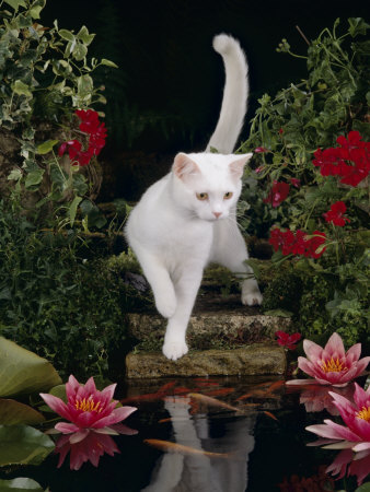 White Domestic Cat Watching Goldfish in Garden Pond