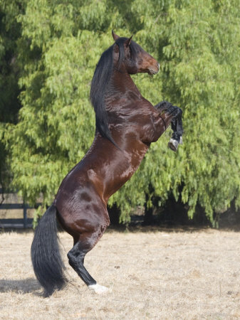 quarter horse horse