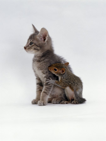Domestic Cat, Interacting with Baby Grey Squirrel