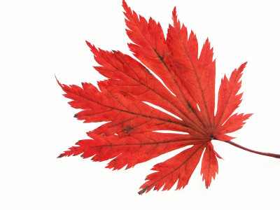 Japanese Maple Leaf in Autumn Colours
