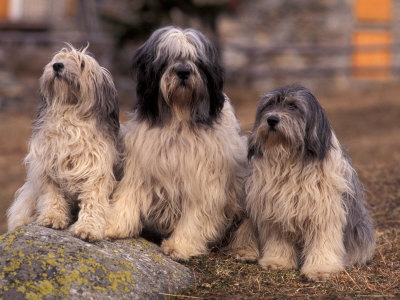 Polish Lowland Sheepdog Family Group