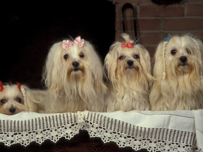 Four Maltese Dogs Sitting Together with One Lying Down