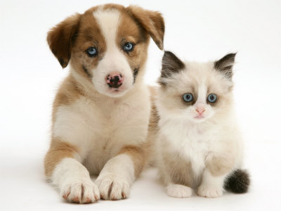 Blue-Eyed Red Merle Border Collie Puppy with Birman-Cross Kitten, Blue Eyes