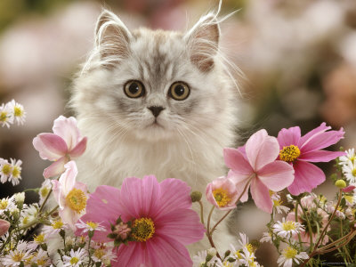 Domestic Cat, Silvertabby Kitten Among Michaelmas Dasies, Japanese Anemones and Cosmos Dasies