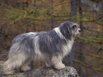 Polish Lowland Sheepdog on the Lookout