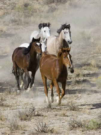 Group of Wild Horses, Cantering Across Sagebrush-Steppe, Adobe Town, Wyoming, USA
