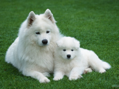 Samoyed with 6 Weeks Old Puppy