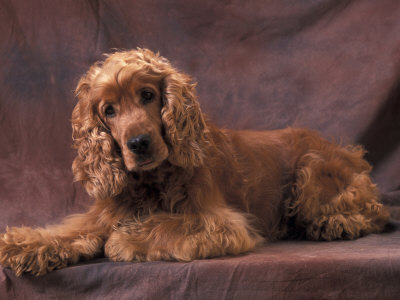 English Cocker Spaniel Lying Down with Head Tilted to One Side