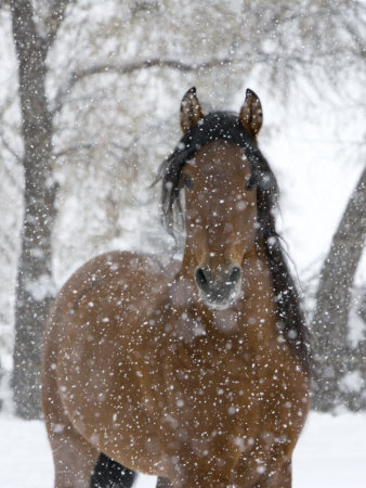 Bay Andalusian Stallion Portrait with Falling Snow, Longmont, Colorado, USA