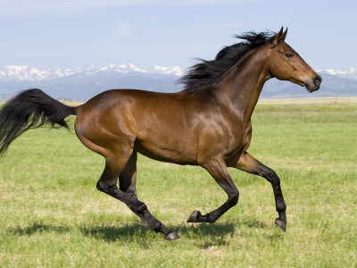 Bay Thoroughbred, Gelding, Cantering Profile, Longmont, Colorado, USA