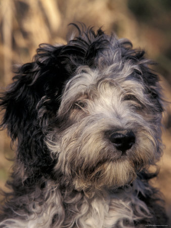 Pyrenean Sheepdog Puppy Portrait