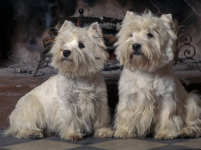 Domestic Dogs, Two West Highland Terriers / Westies Sitting Together