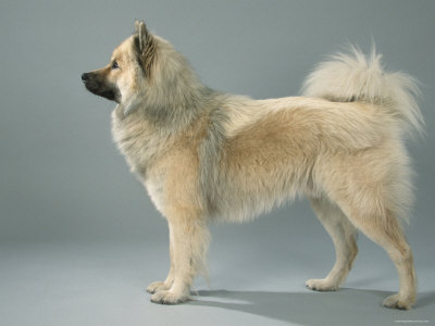 Eurasian Dog, Belgium