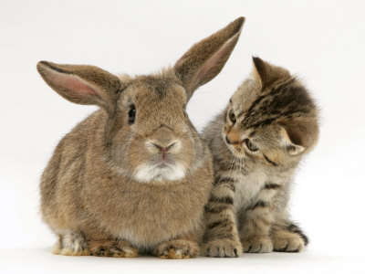British Shorthair Brown Tabby Female Kitten Looking Inquisitivly at Young Agouti Rabbit