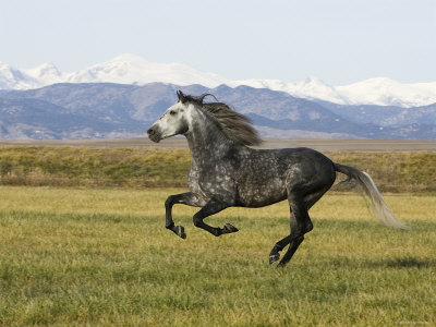 Gray Andalusian Stallion, Cantering Profile, Longmont, Colorado, USA