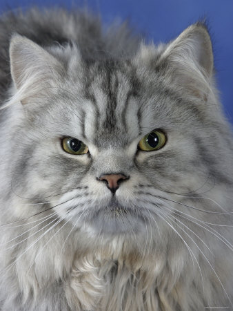 Head of Persian Cat