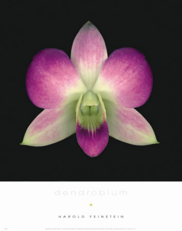 Buy Dendrobium at AllPosters.com
