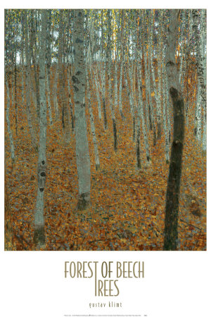 Forest of Beech Trees