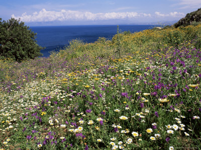 April Spring Flowers, Zingaro Nature Reserve, Northwest Area, Island of Sicily, Italy