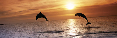 Sunset Dolphins