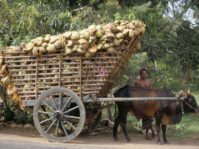 Ox Cart Loaded with Coconut Husks, Near Colombo, Sri Lanka