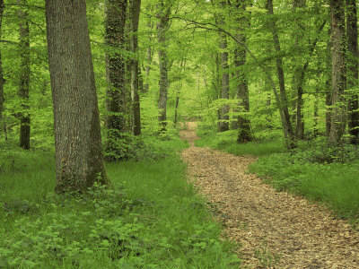 Forest of Chambord, Loir Et Cher, Loire Centre, France