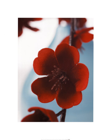 Japanese Quince II