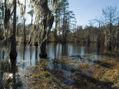 Sam Houston Jones State Park, Lake Charles, Louisiana, USA