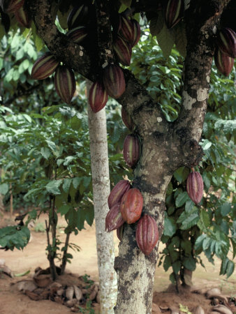 Cocoa Pods on Tree, Sri Lanka